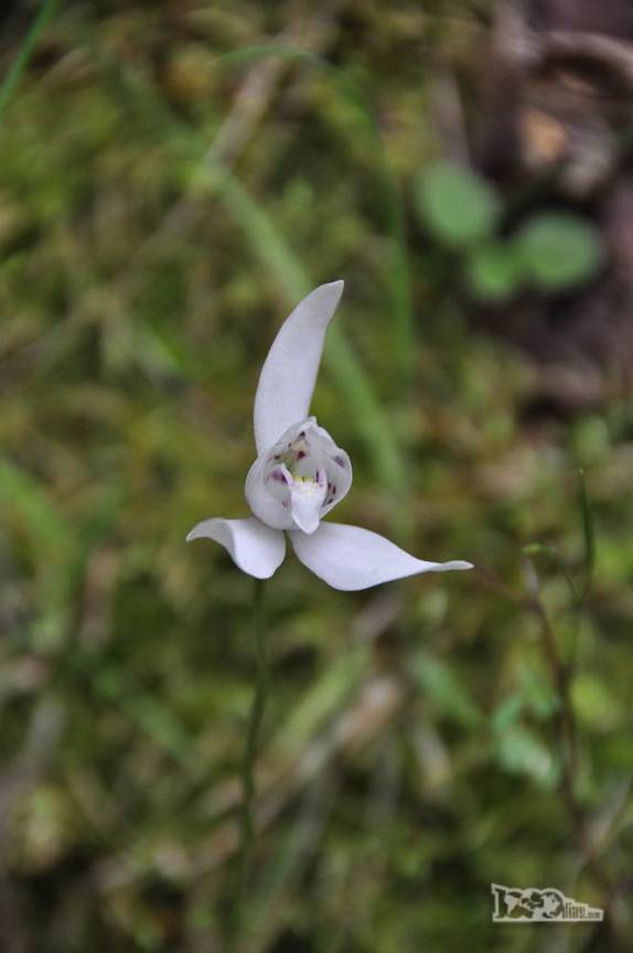 Uma singela e delicada flor no parque nacional Torres del Paine, no sul do Chile